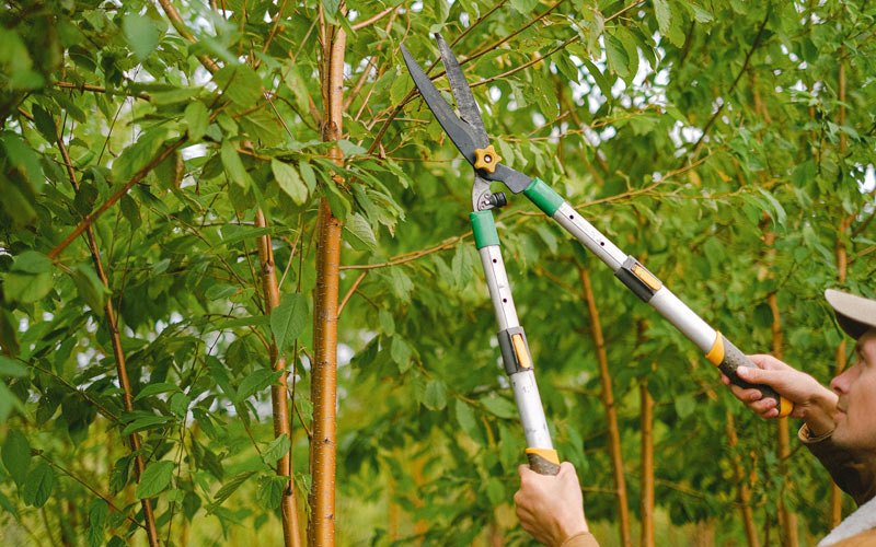 Tree trimming in Coamo, PR